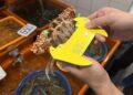 新北市漁業處提醒8月起禁捕抱卵母蟹 違者最高可處15萬元罰鍰