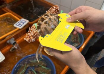 新北市漁業處提醒8月起禁捕抱卵母蟹 違者最高可處15萬元罰鍰