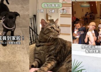 「浪浪別哭」經營十一載透過TikTok短影音分享救援故事　成功協助兩千隻毛孩找到新家