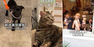 「浪浪別哭」經營十一載透過TikTok短影音分享救援故事　成功協助兩千隻毛孩找到新家