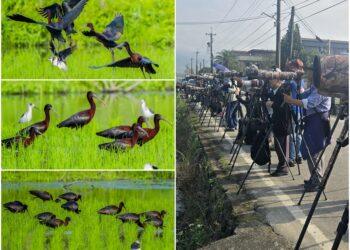 這裡有鳥事/影音/彩䴉飛臨 行蹤飄忽！鳥友苦尋