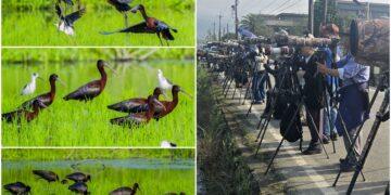 這裡有鳥事/影音/彩䴉飛臨 行蹤飄忽！鳥友苦尋