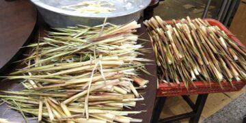 想採「陽明山珍」先辦證！新北農業局提醒：淡水、三芝等 5 區農民申請開跑