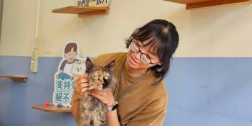 為毛小孩找個家　超萌緬因貓竹市動保所10/30公開抽籤