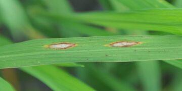 天氣轉為溫暖潮濕 中部發生葉稻熱病 改場籲請稻農加強水稻葉稻熱病防治