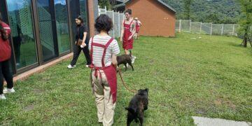 前進全台最美動物之家！瑞芳「山中教堂」免費接駁開跑 週一至週日皆可預約