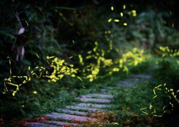 走進光影茶園！新北農業局邀市民夜訪文山農場 一站式體驗採茶與夏日賞螢趣