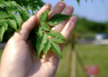 新北市植樹微電影競賽鼓勵民眾用影像記錄土地與樹木的故事