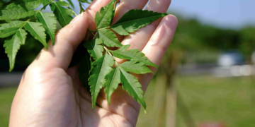 新北市植樹微電影競賽鼓勵民眾用影像記錄土地與樹木的故事