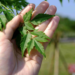 新北市植樹微電影競賽鼓勵民眾用影像記錄土地與樹木的故事