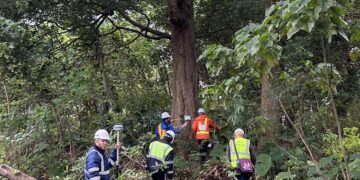 新北樹保大會通過土城司法園區老樹移植 首創延長養護期至 5 年監測