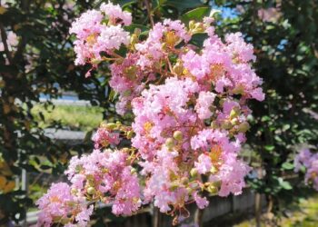 影音/夏季紫薇花隨風搖曳 正逢盛開期錯過就只能等明年
