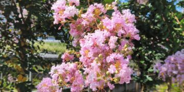 影音/夏季紫薇花隨風搖曳 正逢盛開期錯過就只能等明年