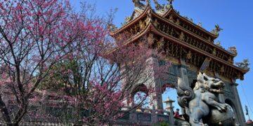 春日浪漫盛放！林口竹林山寺櫻花滿開 莊嚴廟宇化身粉色詩意畫卷