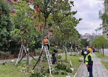 專業認證守護城市綠意！新北 115 年首梯「樹木修剪認證」開跑 即日起受理報名