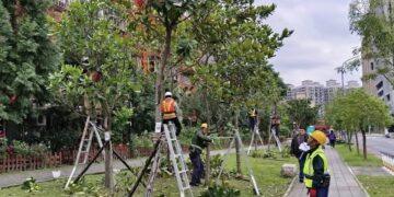 專業認證守護城市綠意！新北 115 年首梯「樹木修剪認證」開跑 即日起受理報名