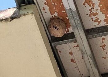 新北市動保處與台大合作建置智慧防蜂Line Bot