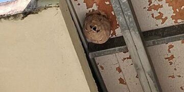 新北市動保處與台大合作建置智慧防蜂Line Bot