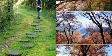 影音/台灣山毛櫸漸換新妝 太平山將現遊憩熱潮