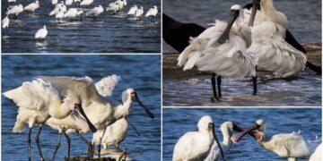 影音/這裡有鳥事/來臺放寒假 黑琵長出繁殖羽將北返
