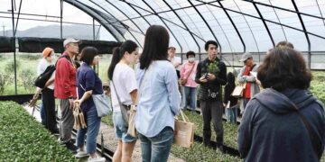 新北市農業局推出萬金杜鵑秋季一日遊 帶領民眾探訪粉紅溫室與花農日常