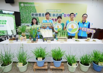 中區農改場成功育成韭菜新品種 ‘台中1號’提升國產韭菜品質及農民收益