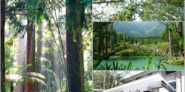 溪頭旅遊熱度升溫 主打高CP值一泊二食專案 Success Banner溪頭飯店限時熱賣中