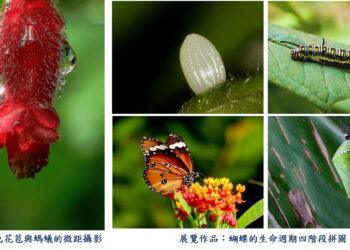 新莊地政 1/6 起變身生態藝廊！攜手社大展出微觀攝影 捕捉生命奧秘