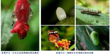 新莊地政 1/6 起變身生態藝廊！攜手社大展出微觀攝影 捕捉生命奧秘