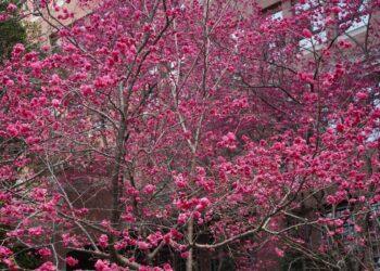 大葉大學春暖花開迎賓客 賞櫻秘境千棵櫻花接力盛開
