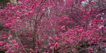 大葉大學春暖花開迎賓客 賞櫻秘境千棵櫻花接力盛開