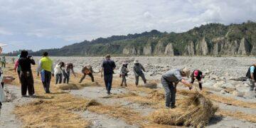 農廢再利用 稻草蓆覆蓋減少河川揚塵
