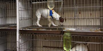 寵物店環境亮紅燈!業者籠具規格不符規定 新北動保處開罰 4 萬元