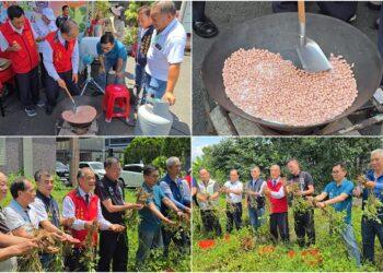 影音/五結沙地土豆開始採收了 要買要吃動作要快