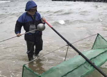 守護鰻魚資源！新北 3 月起進入「禁捕期」 違規採捕最高可罰 15 萬元