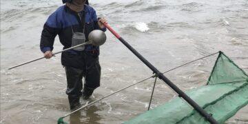 守護鰻魚資源!新北 3 月起進入「禁捕期」 違規採捕最高可罰 15 萬元