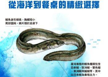 從海洋到餐桌的精緻選擇　國產鰻魚品質安心享用