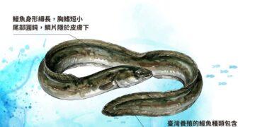 從海洋到餐桌的精緻選擇　國產鰻魚品質安心享用