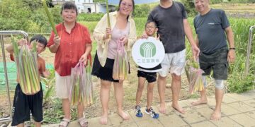 秋季品嘗三芝茭白筍　新北市農業局與農會推一日體驗遊程