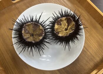 新北東北角紫海膽進入盛產期 漁業處邀民眾品嚐當季鮮甜海味