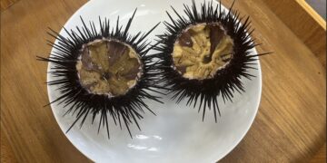 新北東北角紫海膽進入盛產期 漁業處邀民眾品嚐當季鮮甜海味