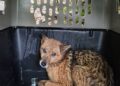 新北坪林獨居飼主離世遺留13隻愛犬　動保處介入安置並籲及早規劃寵物未來