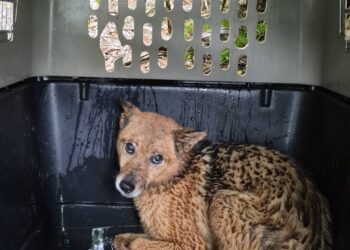 新北坪林獨居飼主離世遺留13隻愛犬　動保處介入安置並籲及早規劃寵物未來