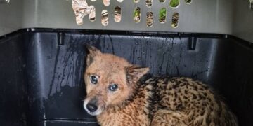 新北坪林獨居飼主離世遺留13隻愛犬 動保處介入安置並籲及早規劃寵物未來