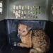 新北坪林獨居飼主離世遺留13隻愛犬 動保處介入安置並籲及早規劃寵物未來