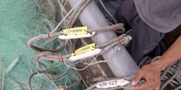 貢寮 1/1 起 3 海浬內全面禁刺網 新北漁業處:違者最高罰 15 萬