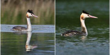 珍稀冠鷿鷈現蹤卑南溪口 縣府呼籲暫勿水域活動降低干擾