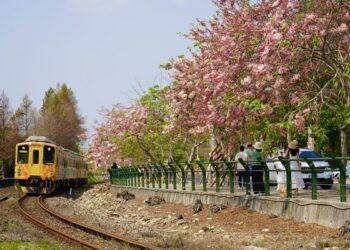 全台最美「鐵道櫻花廊道」現身 二水花旗木大爆發