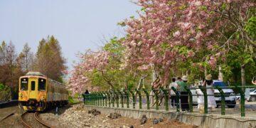 全台最美「鐵道櫻花廊道」現身 二水花旗木大爆發