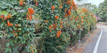 竹東鎮公所攜手企業志工 頭前溪河濱生態公園打造「炮仗花牆」新地標